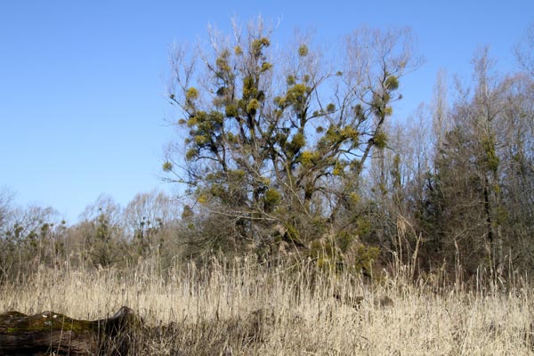 Seeuferreinigung_2018-03-24_IMG_8921.jpg
